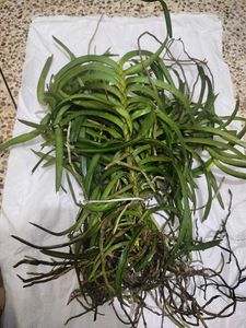 Orchid Flower Live Plant Pack Of 1