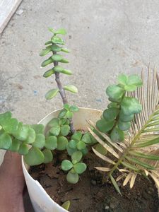 Z Plnat Cutting Live Without Pot