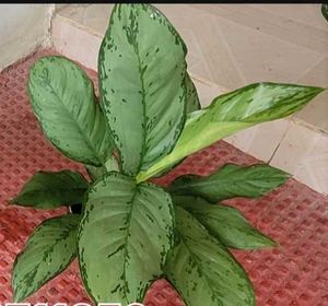 Set2 Plants Evergreen Money&amp; dieffenbachia seguln