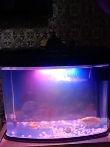 Aquarium - Perfect for Fish!