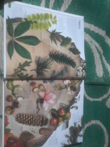 The Visual Encyclopedia Everything.. Book