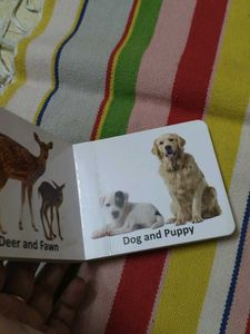 Animals And Their Babies