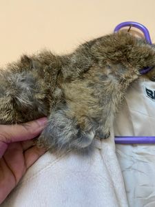 Short Fur Coat