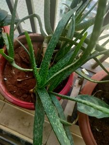 Money Plant, Snake Plant and Aloe Vera