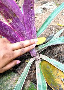 Tri Colour Oyster Plant