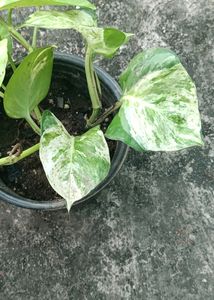 Manjula And Neon Pothos Fully Rooted Plant