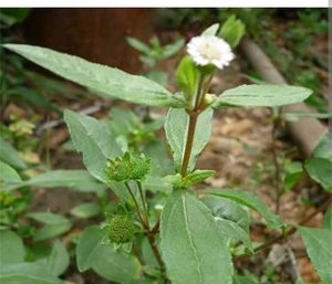 Brungraaj plant And Leaves