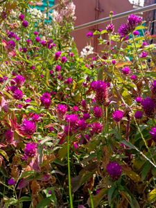 Amrnathus/ Gomphrena Seeds