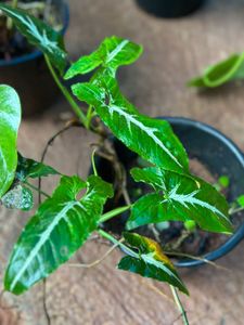 10 Live Root Plants
