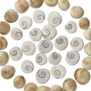 Laxmi Vastu Chakra Rudraksh Tree Money &amp; H
