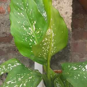 Plant