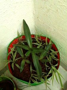 one rhoeo and Single Spider plant