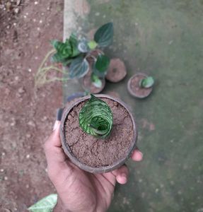 Snake Plant