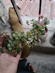 Any 10 Plant Combo