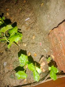Karela Seeds/Bitter Guard/Blood Purifier 100%germinated With Prove...