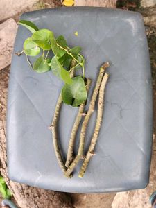 Giloy Natural Plants