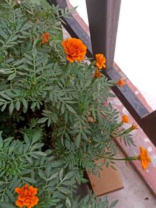 Two Marigold Plant With Root