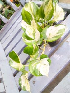 Variegated Combo