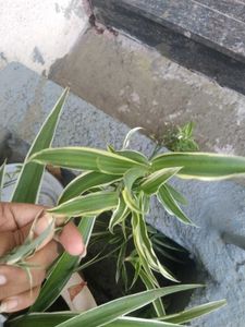 Spider Plant