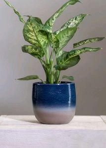 Plant Diffenbacia