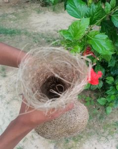 Birds Home Nest Naturally Drop .