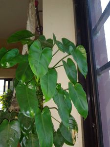 Choose Any Plant @49rs