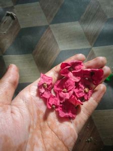 Dry Flower