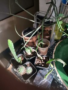 Small Barrel Cactus