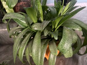 Different Plant Types