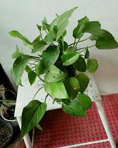 Set 2 Money &amp; Dieffenbachias Amoen Plants