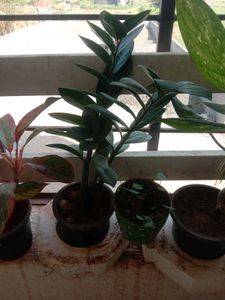 10 Plant