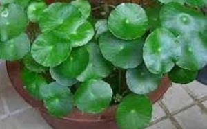 Coins Money Plant