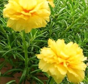 Offer 🎉 Combo Of 4 Portulaca 💐🌸🍀
