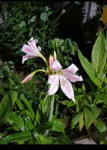 Crinum Lily Bulb Available