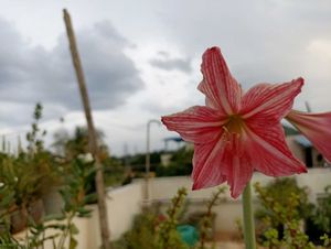 Combo Of Any 4 Plants