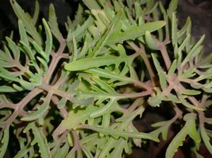 Staghorn Kalanchoe