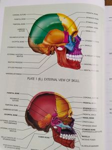 HAND BOOK OF OESTEOLOGY BY S. POODER
