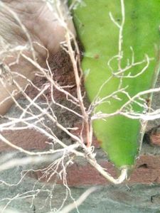 Dragon Fruit Cuttings and with roots combo.