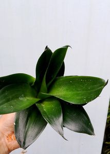 Sansevieria Hahnii Jade Green