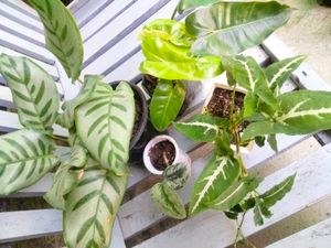 Plants Mix Combo