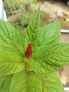 Red Velvet Flower  Plant