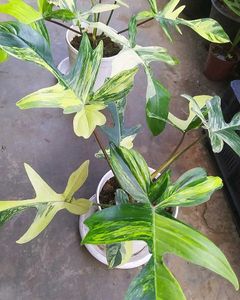 Florida Beauty Variegated Including Shipping