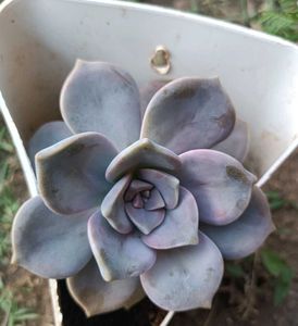 Succulent Plants