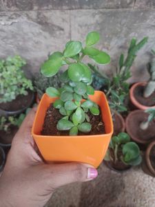 Jade Plant