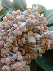 Seashell Wall Hanging