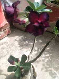 Mock Azaliya Desert Rose Beautiful Adenium