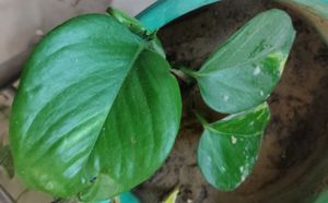 Pothos Plant in Upcycled Planter