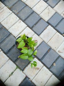 10 Live Root Plants