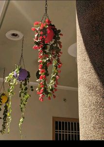 Hanging Planters for outdoor/indoor gardening