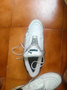 puma ferrari sf future cat shoes